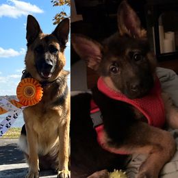 German Shepherd Puppies from Shenango Valley Shepherds