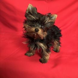 DS boy blue - Blue and gold male Yorkshire Terrier puppy in Alburnett, Iowa from Hobbs Shire Yorkies