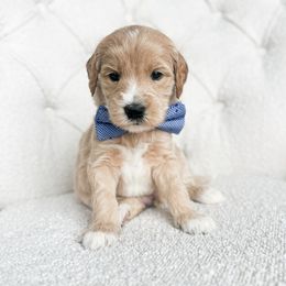 Lego - Cream male Goldendoodle puppy in Sterling, Illinois from Charley's Goldendoodles