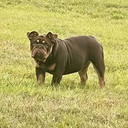 Burban - Bulldog