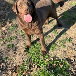 Ladee - Chocolate female Labrador Retriever puppy in Sullivan, Missouri from O’Dell Labs