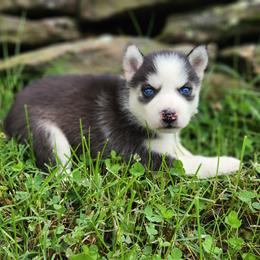 Girl 2 - Black and white female Siberian Husky puppy in Jonesboro, Arkansas from L & A Animal House Siberian Huskies