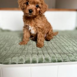 Cavapoo Puppies from Cutiepie Cavapoos