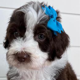 Brownie - Brown and white female Bernedoodle puppy in Garrettsville, Ohio from Sunset Family Farm