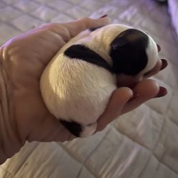 Prisstine - Sable spotted white female Chihuahua puppy in Tecumseh, Oklahoma from Callie’s Happy Chihuahuas, Callie’s Happy Treasures LLC