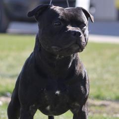 Clancy - Staffordshire Bull Terrier