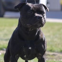 Clancy - Staffordshire Bull Terrier