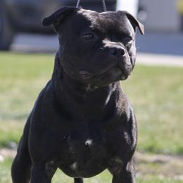 Clancy - Staffordshire Bull Terrier