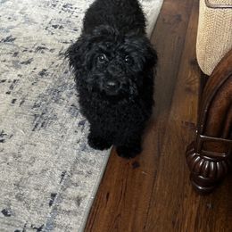 Bernedoodle, Goldendoodle, and Shih Tzu Puppies from TrueLine kennels
