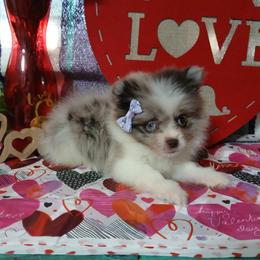 Aurora - Chocolate parti female Pomeranian puppy in Ada, Oklahoma from Once Upon A Puff