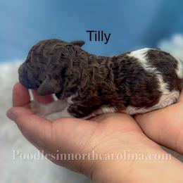 Tilly - Parti female Poodle puppy in Greenville, North Carolina from Grace Poodles