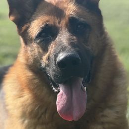 Harpy - German Shepherd