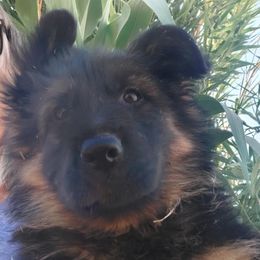 Gunner - Black and red male German Shepherd puppy in Wittmann, Arizona from Minerd Ranch