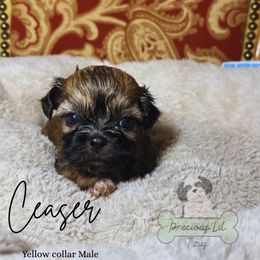 Ceasar - Sable and white male Shih Tzu puppy in Lake City, South Carolina from Precious Lil Tzus