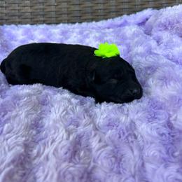 Raven - Black female Bouvier des Flandres puppy in Buffalo, Missouri from Noble Bouviers