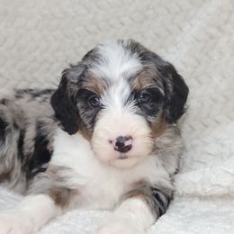 Amethyst - Merle female Bernedoodle puppy in Shelton, Washington from NW Bernedoodles of Washington