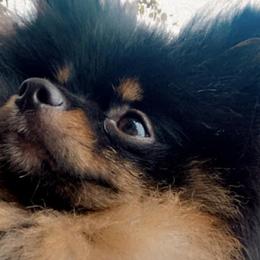 Pomeranians from Luxury Poms