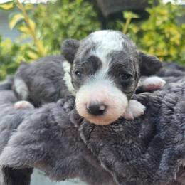 Joey - Blue merle male Bernedoodle puppy in Blackfoot, Idaho from Draper Mountain Doodles