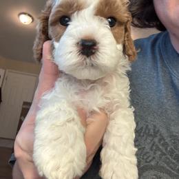 Bernedoodle, Cavapoo, and Poodle Puppies from Liberty Farms Puppies