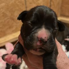 Boxer Puppies from Teressa's Boxers