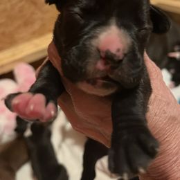 Boxer Puppies from Teressa's Boxers