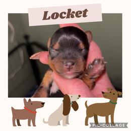 Locket - Blue and gold female Yorkshire Terrier puppy in Kendallville, Indiana from Yorkies Kisses