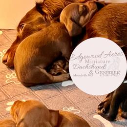 Chocolate and Tan Girl - Chocolate and tan female Dachshund puppy in Moundville, Missouri from Edgewood Acres Miniature Longhair Dachshunds