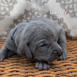 Lainey - Blue female Weimaraner puppy in Evart, Michigan from Drehbar Weimaraners
