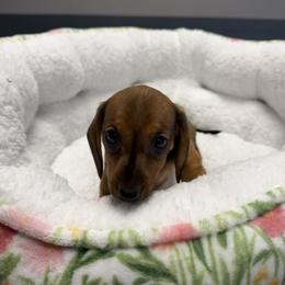 Dachshund Puppies from The Southern Sasuage Co