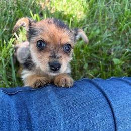 Bee - Blue and gold female Yorkshire Terrier puppy in Festus, Missouri from Impeccable Pups