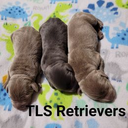 Dilute Retrievers and Labrador Retrievers from TLS Retrievers