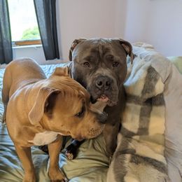 American Bully All Grown Up from Blue Fury