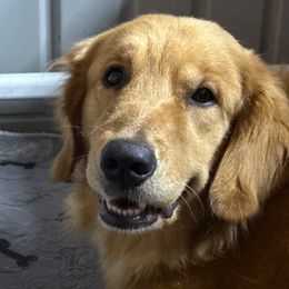 P - Golden Retriever