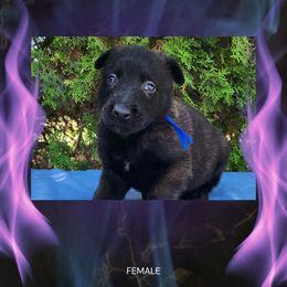 Kindle - Fawn sable female Belgian Malinois puppy in Chino, California from BlueStone K9