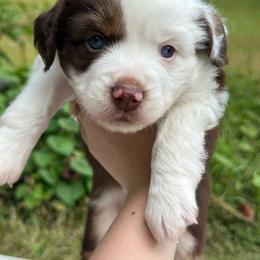 Honey - Red merle female Miniature American Shepherd puppy in Greenwood, Indiana from Barnaby’s Barn Dog’s