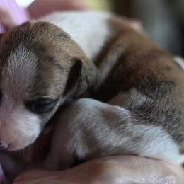 Aurora - White and red brindle female Whippet puppy in Gentry, Arkansas from Mardel Robeson of Mulberry Hollow Whippets