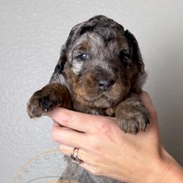 Latte - Merle female Goldendoodle puppy in Murrieta, California from Apricot Poodles & Goldendoodles, LLC