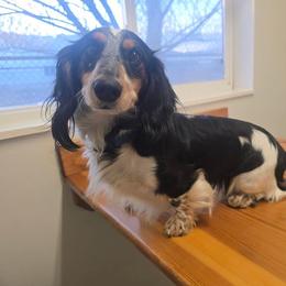 Dasher - Dachshund