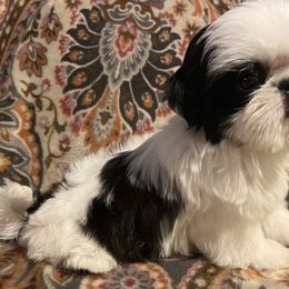 Shih Tzu Puppies from Ling Lings’ Shih Tzu