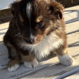 Qtip - Red tri Miniature Australian Shepherd puppy in Godley, Texas from Nana and Paws Aussies