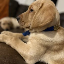 Labrador Retriever Puppies from Sycamore Kennels