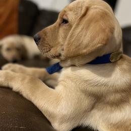 Labrador Retriever Puppies from Sycamore Kennels