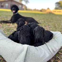 Poodle Puppies from Lingo Standard Poodles