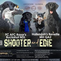 Labrador Retriever puppies from Hallelujah Retrievers