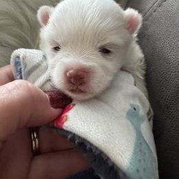 Evie - White female Pomeranian puppy in Enfield, Connecticut from That Pom Haus