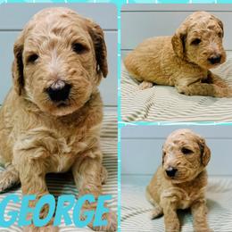 George - Apricot male Goldendoodle puppy in Pasadena, Texas from Toledo Creek Doodles