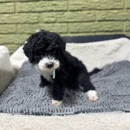 Jade - Black and white female Bernedoodle puppy in Carmichaels, Pennsylvania from JensenBelle Doodles