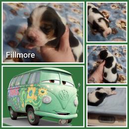 Fillmore - Black white and tan male Basset Hound puppy in Mill Springs, North Carolina from Mountain View Basset Hounds