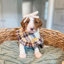 Priscilla - Red  female Goldendoodle puppy in Sulphur, Louisiana from Curly Q’s Of Carlyss