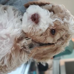 Hazel - Goldendoodle